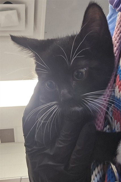 Shelter Stray Female Cat last seen , 4000 N Silverbell Rd, Tucson, AZ 85745, USA
