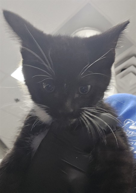Shelter Stray Male Cat last seen , 4000 N Silverbell Rd, Tucson, AZ 85745, USA