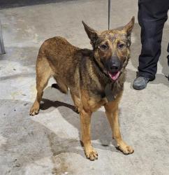 Shelter Stray Male Dog last seen Near BLOCK INDIAN PIPE, 4710 TX-151, San Antonio, TX 78227, USA