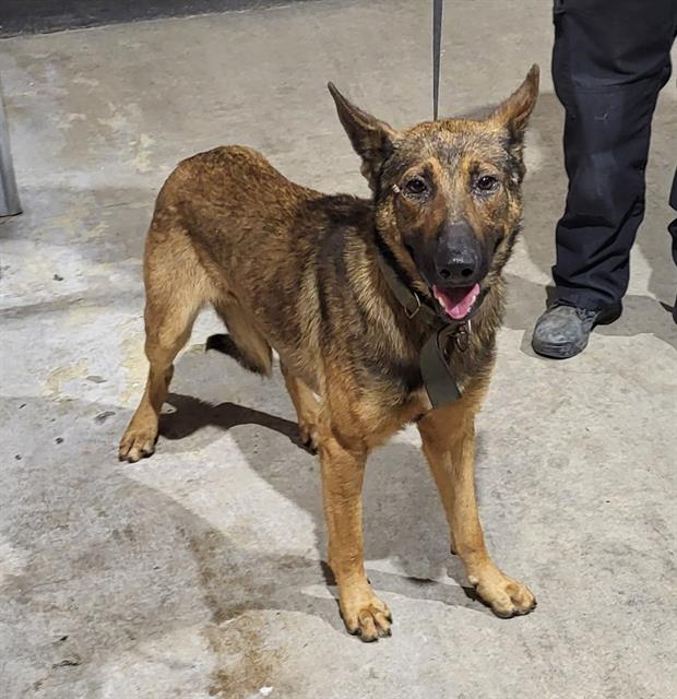 Shelter Stray Male Dog last seen Near BLOCK INDIAN PIPE, 4710 TX-151, San Antonio, TX 78227, USA