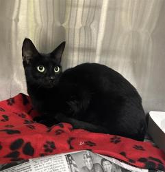 Shelter Stray Female Cat last seen Near BLOCK CALLAGHAN RD, 4710 TX-151, San Antonio, TX 78227, USA