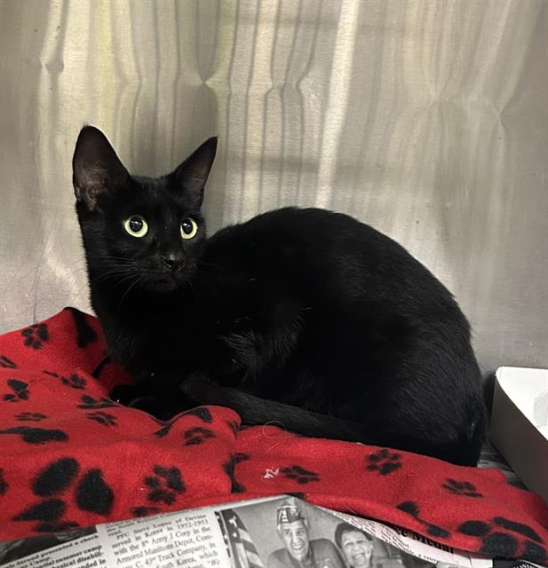 Shelter Stray Female Cat last seen Near BLOCK CALLAGHAN RD, 4710 TX-151, San Antonio, TX 78227, USA