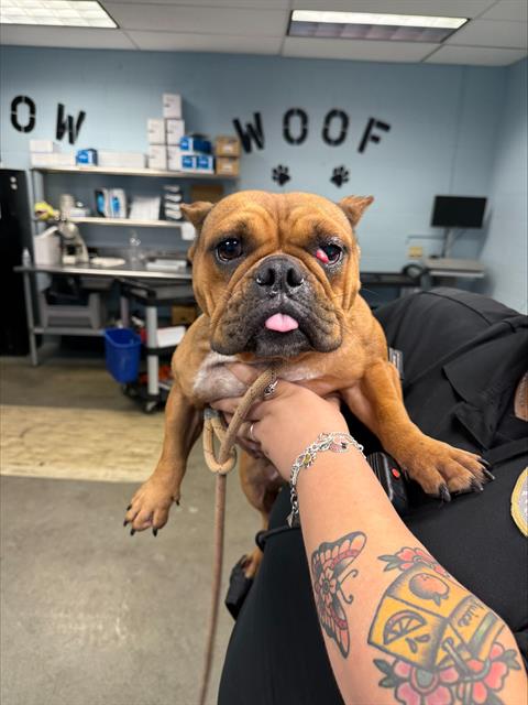 Shelter Stray Female Dog last seen ENCINO COMMONS, 4710 TX-151, San Antonio, TX 78227, USA