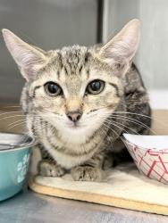 Shelter Stray Female Cat last seen CR 450, UMATILLA, 12280 County Rd 448, Tavares, FL 32778, USA