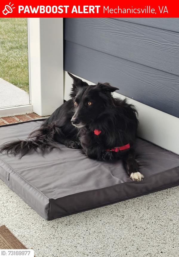 Lost Male Dog last seen New Ashcake & 301, Mechanicsville, VA 23116