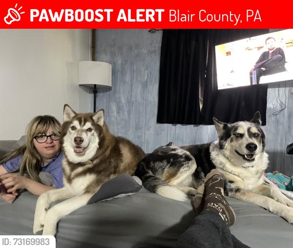 Lost Male Dog last seen Canoe creek state park, Blair County, PA 16693