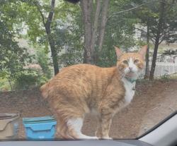 Lost Male Cat last seen Deerbrook, Lilburn, GA 30047