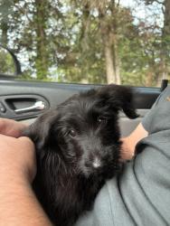 Reunited Female Dog last seen Tangletree dr, Linden, NC 28356