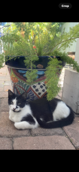 Lost Female Cat last seen Near E Colonial Dr. Orlando, FL 32826, Orlando, FL 32826