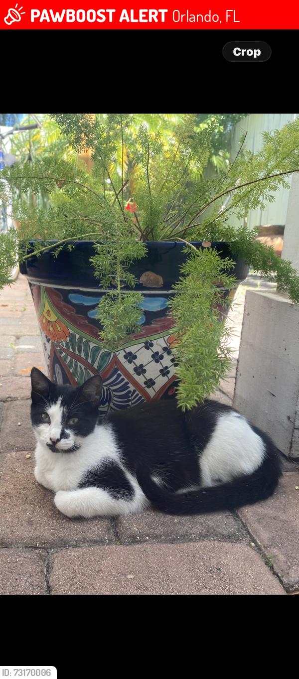 Lost Female Cat last seen Near E Colonial Dr. Orlando, FL 32826, Orlando, FL 32826