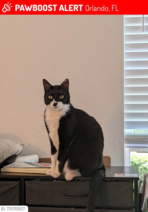 Lost Male Cat last seen Camden World Gateway apmt complex, Orlando, FL 32821