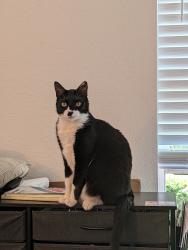 Lost Male Cat last seen Camden World Gateway apmt complex, Orlando, FL 32821