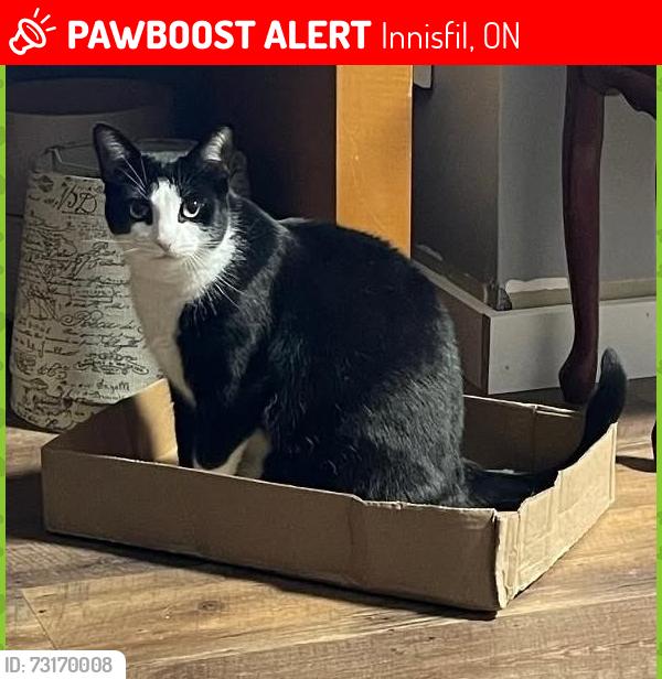 Lost Male Cat last seen Garden Ave. St.Johns Rd, Innisfil, ON 