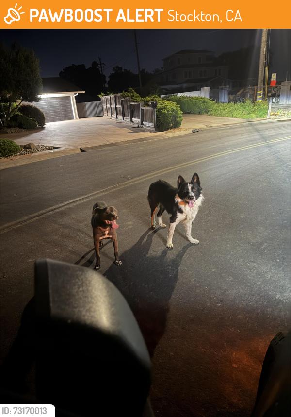 Found/Stray Unknown Dog last seen On Fairway Drive, Stockton, Stockton, CA 95204