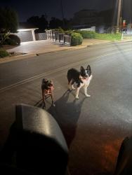Found/Stray Unknown Dog last seen On Fairway Drive, Stockton, Stockton, CA 95204