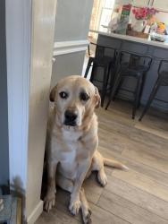 Lost Male Dog last seen by the water tower near summerwood, Stafford, VA 22554