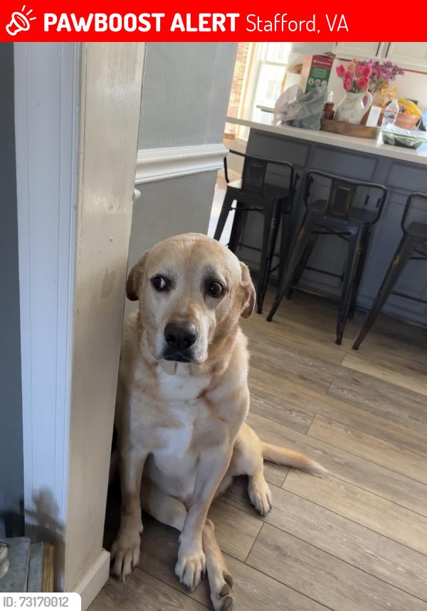 Lost Male Dog last seen by the water tower near summerwood, Stafford, VA 22554
