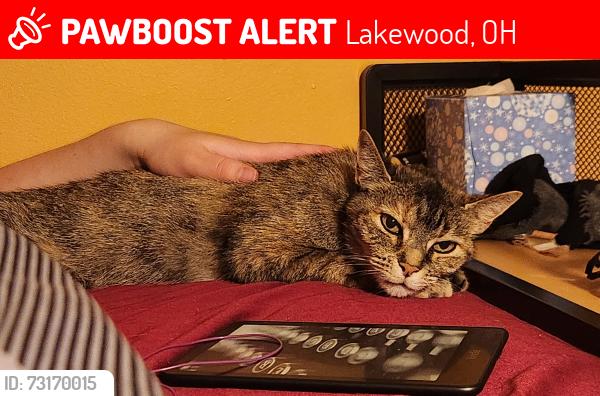 Lost Female Cat last seen Clifton and Andrew's, Lakewood, OH 44107
