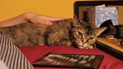 Lost Female Cat last seen Clifton and Andrew's, Lakewood, OH 44107
