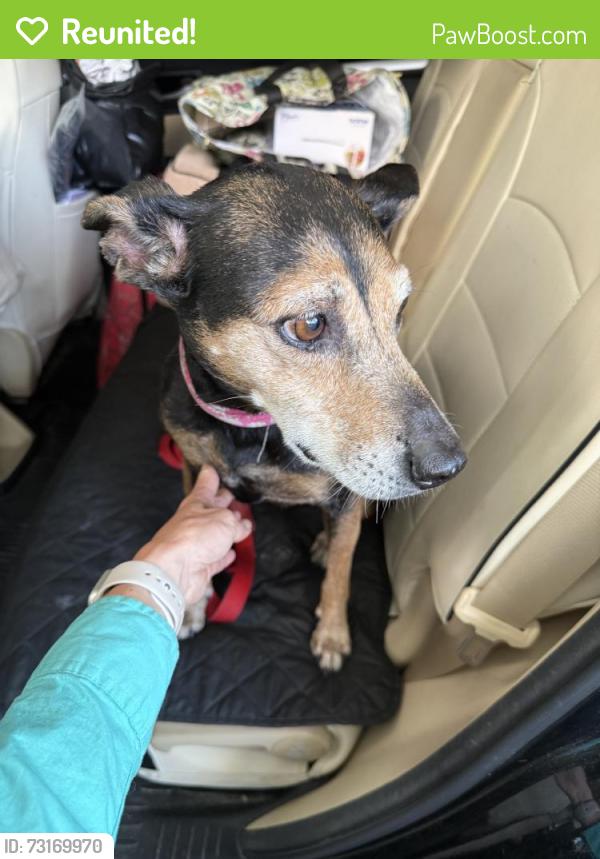Reunited Female Dog last seen Near SW 103rd Ave, Cooper City, FL 33328, USA, Cooper City, FL 33328