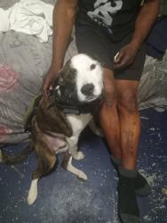 Lost Male Dog last seen Westminster ave, Elizabeth, NJ 07208