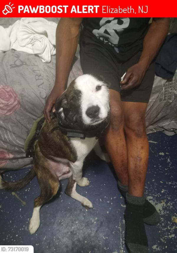 Lost Male Dog last seen Westminster ave, Elizabeth, NJ 07208