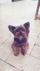 Reunited Female Dog last seen Ron Ehmann Park, Miami, FL 33176