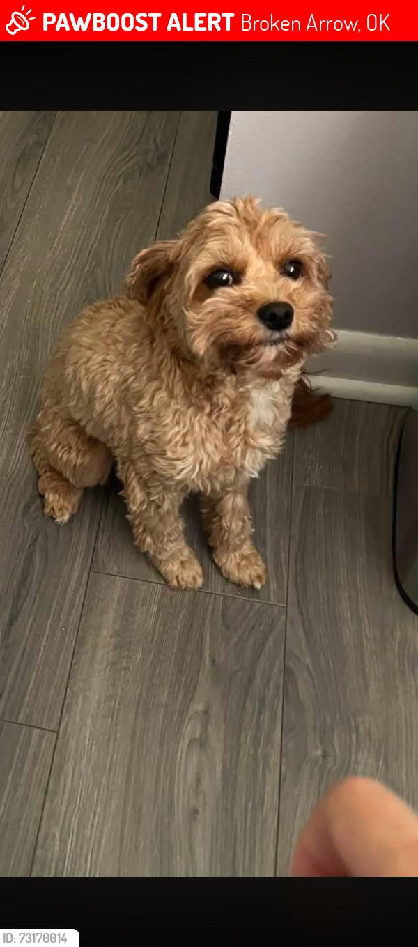 Lost Female Dog last seen S Olive Avenue and S 129th Avenue, Broken Arrow, OK 74011
