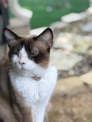 Lost Female Cat last seen Hart Cliff, San Antonio, TX 78249