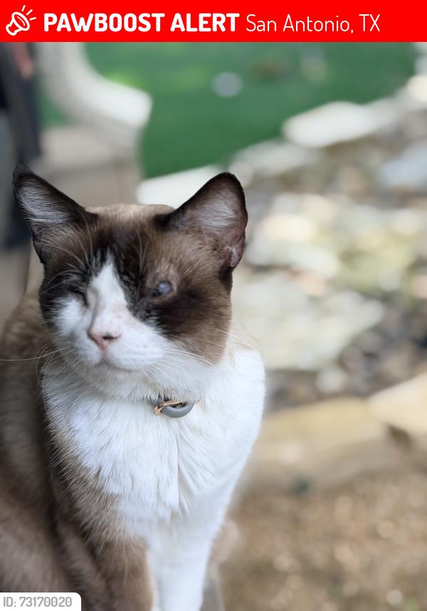 Lost Female Cat last seen Hart Cliff, San Antonio, TX 78249