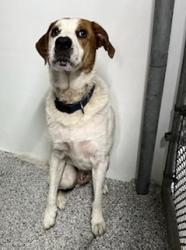 Reunited Unknown Dog last seen Port St. Lucie, Port St. Lucie, FL 34986