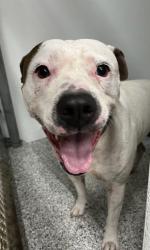 Reunited Unknown Dog last seen Port St. Lucie, Port St. Lucie, FL 34986