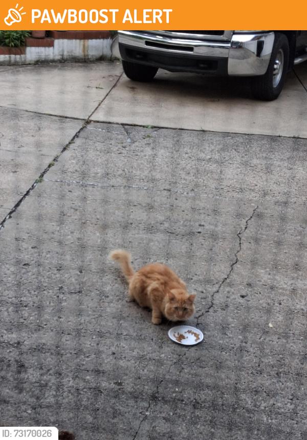 Found/Stray Unknown Cat last seen Broadhead and Briarcliff, Center Township, PA 15001