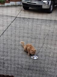 Found/Stray Unknown Cat last seen Broadhead and Briarcliff, Center Township, PA 15001
