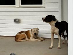 Found/Stray Unknown Dog last seen Langdon Farms off of 210, Johnston County, NC 27577