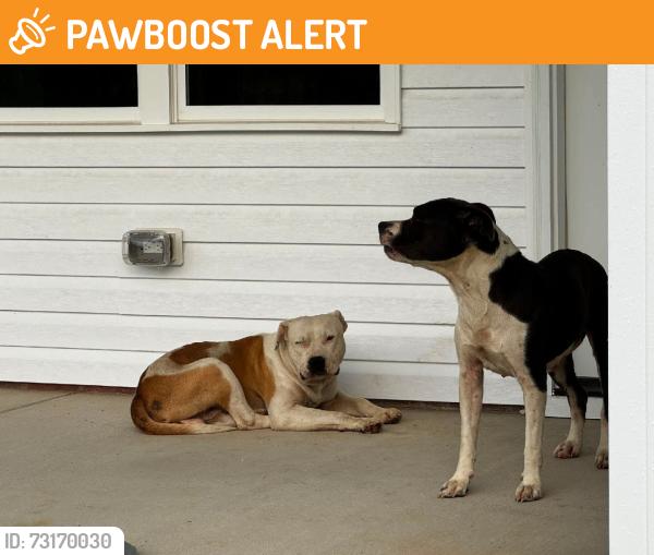 Found/Stray Unknown Dog last seen Langdon Farms off of 210, Johnston County, NC 27577