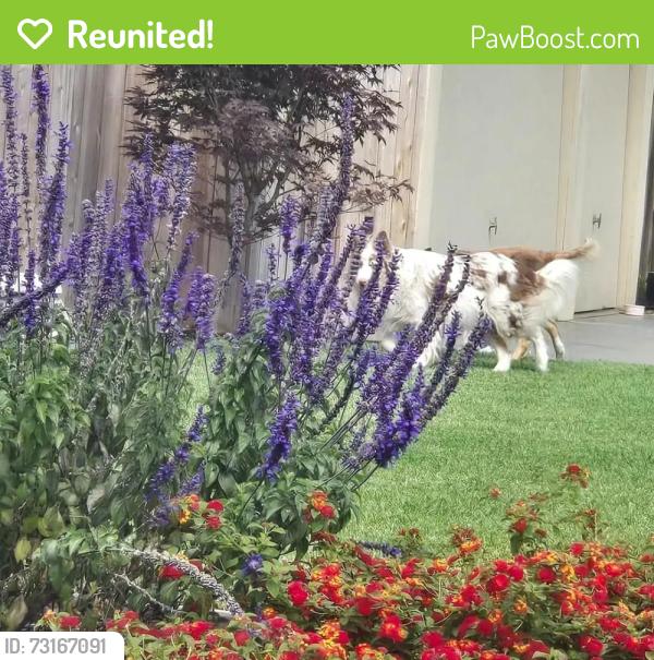 Reunited Unknown Dog last seen Chaucer & Dickens 93901, Salinas, CA 93901