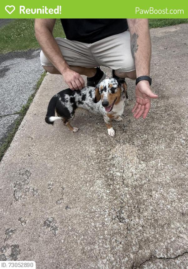 Reunited Female Dog last seen N 76th and 129th, Owasso, OK 74055