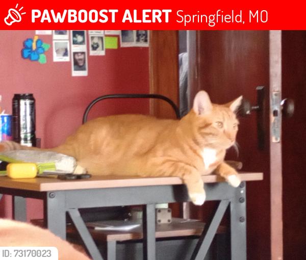 Lost Male Cat last seen Mount Vernon st and kanas exprwy, Springfield, MO 65802