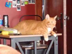 Lost Male Cat last seen Mount Vernon st and kanas exprwy, Springfield, MO 65802