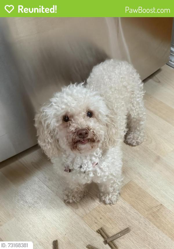 Reunited Female Dog last seen Franklin and Kohnza, Danbury, CT 06810
