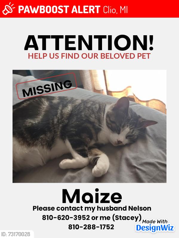 Lost Female Cat last seen Wing Dr. And Vienna rd. Clio Mi, Clio, MI 48420