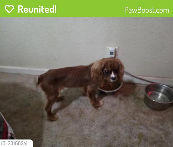 Reunited Male Dog last seen Pawnee & Meridian, Wichita, KS 67217