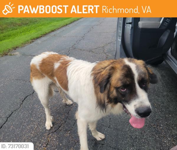 Found/Stray Male Dog last seen Chevelle Drive, Richmond, VA 23235