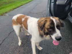 Found/Stray Male Dog last seen Chevelle Drive, Richmond, VA 23235