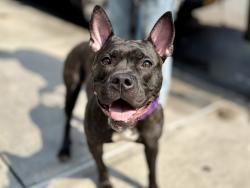 Shelter Stray Female Dog last seen Near Broadway, NEW YORK, NY, 10023, 326 E 110th St, New York, NY 10029, USA