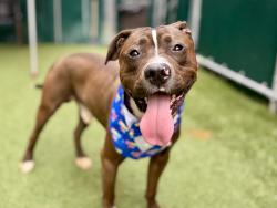 Shelter Stray Male Dog last seen Near W 71st Street, NEW YORK, NY, 10023, 326 E 110th St, New York, NY 10029, USA
