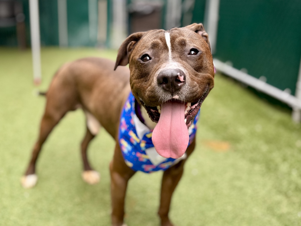 Shelter Stray Male Dog last seen Near W 71st Street, NEW YORK, NY, 10023, 326 E 110th St, New York, NY 10029, USA
