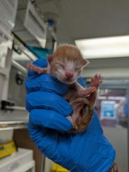 Shelter Stray Male Cat last seen Apt 2A,322 E 108th Street, NEW YORK, NY, 10029, 326 E 110th St, New York, NY 10029, USA