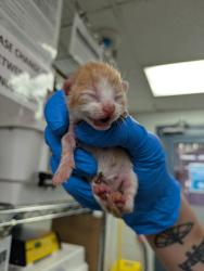 Shelter Stray Male Cat last seen Apt 2A,322 E 108th Street, NEW YORK, NY, 10029, 326 E 110th St, New York, NY 10029, USA